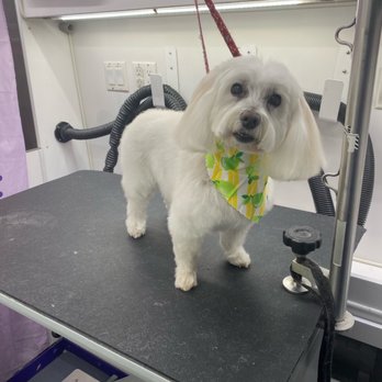 Heather's Mobile Pet Salon - Pet Groomers Near Me - Tomball, Texas
