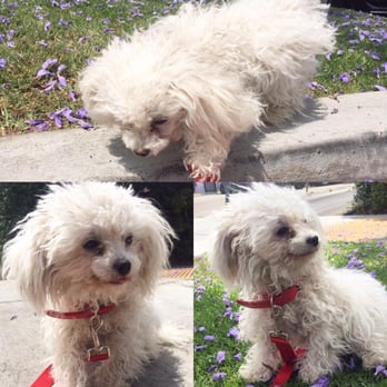 RockStar Rover - Before - Pet Groomers Near Me