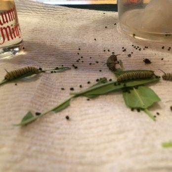 The Home Depot - No. 3 & 4 just laying here not eating, going on 24 hrs. Euthanized! - Nurseries & Gardening Near Me - Saint Augustine, Florida