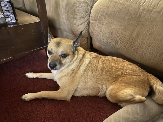 apollo veterinary clinic