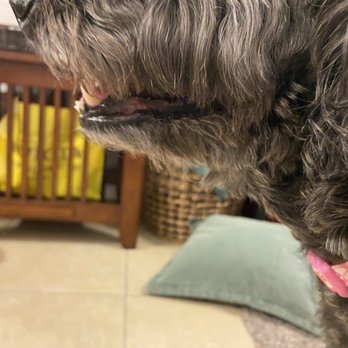 Rainbow Grooming Pet Shop - Uneven chin - Pet Groomers Near Me - Miami, Florida Rainbow Grooming Pet Shop - Uneven chin - Pet Groomers Near Me - Miami, Florida