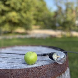 Absolem Cider - Apples!