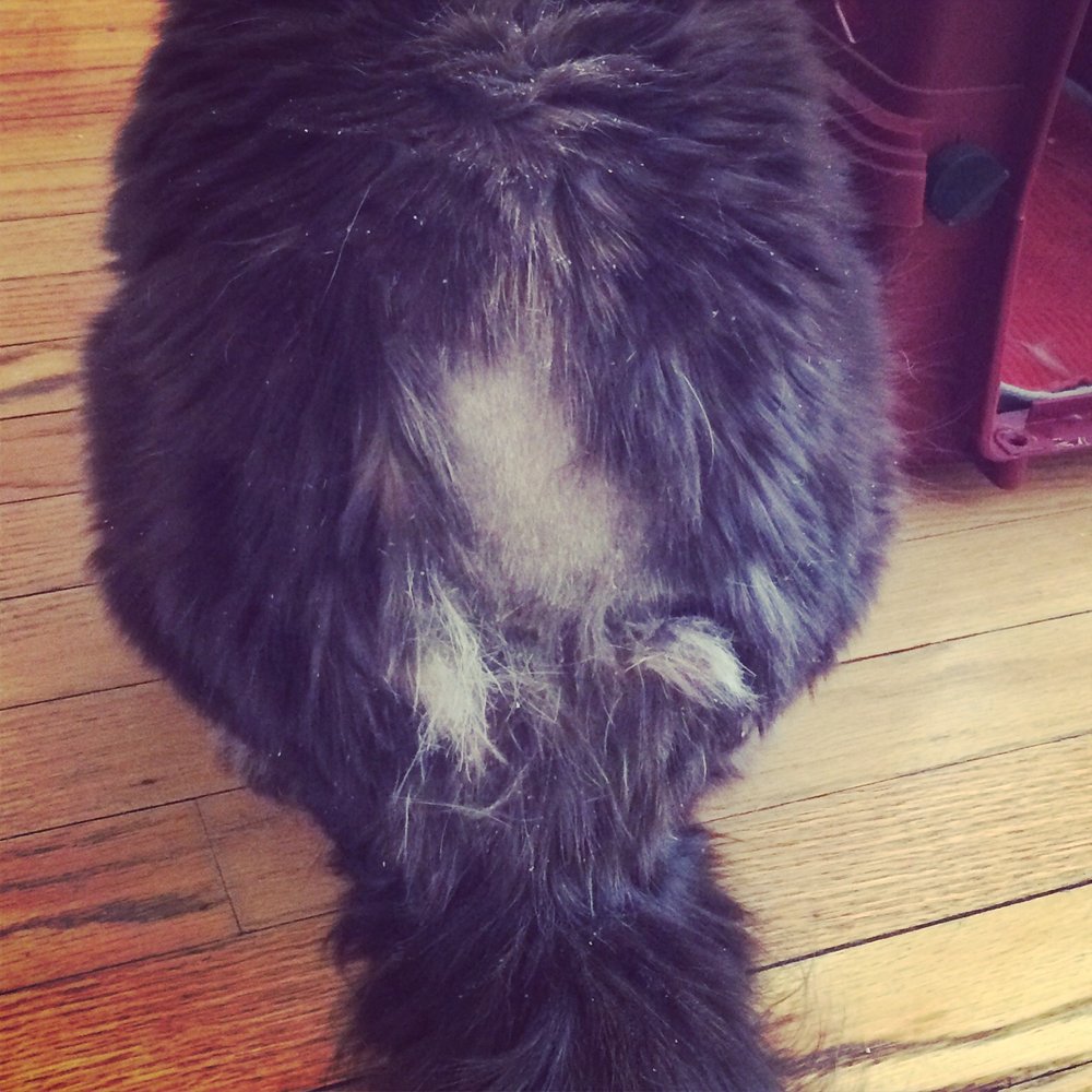 My cat's botched shave... My cat's botched shave...
