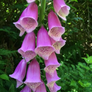 Yurok Loop Trail - Foxgloves, lupines and more in late spring along trail - Hiking Near Me - Klamath, California