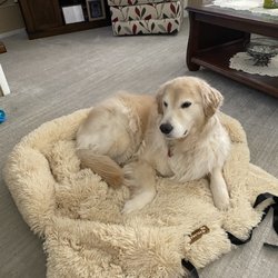 Tim & Lynn's Country Pet Care - Pio Pilon