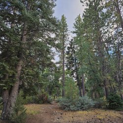 Bristlecone Trail