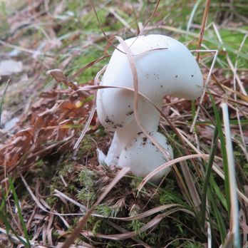 Ontario County Park - Mushroom on purple trail - Parks Near Me - Naples, New York