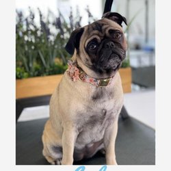 Fur Babies Grooming Salon & Spa