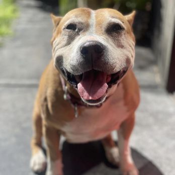 Point Loma Paws - Pet Sitting Near Me Point Loma Paws - Pet Sitting Near Me