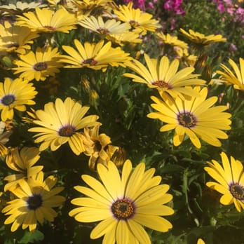 The Flower Fields - Venues & Event Spaces Near Me - Carlsbad, California