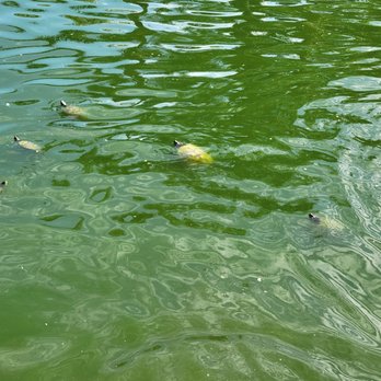 Woodland Park - Swimming turtles - Parks Near Me - San Marcos, California
