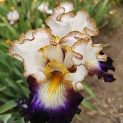 Dry Creek Garden - Iris Garden:  yellow and purple iris with brown border.