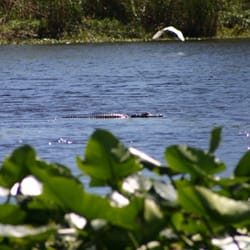 Tropical Resort & Marina on Lake Beresford