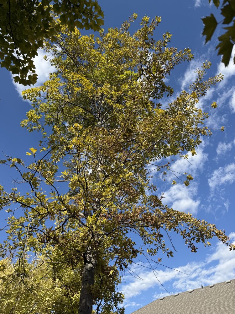 Utah Tree Med - tree service in Salt Lake City, UT