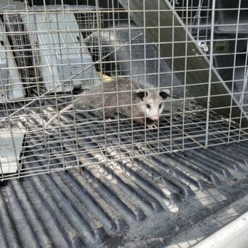 Pest Control Berkeley - Due to an opossum's low body temperature and successful immune system, it's very rare for one to carry rabies. - Wildlife Control Near Me Pest Control Berkeley - Due to an opossum's low body temperature and successful immune system, it's very rare for one to carry rabies. - Wildlife Control Near Me