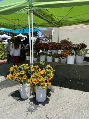 Stonestown Farmers Market by null