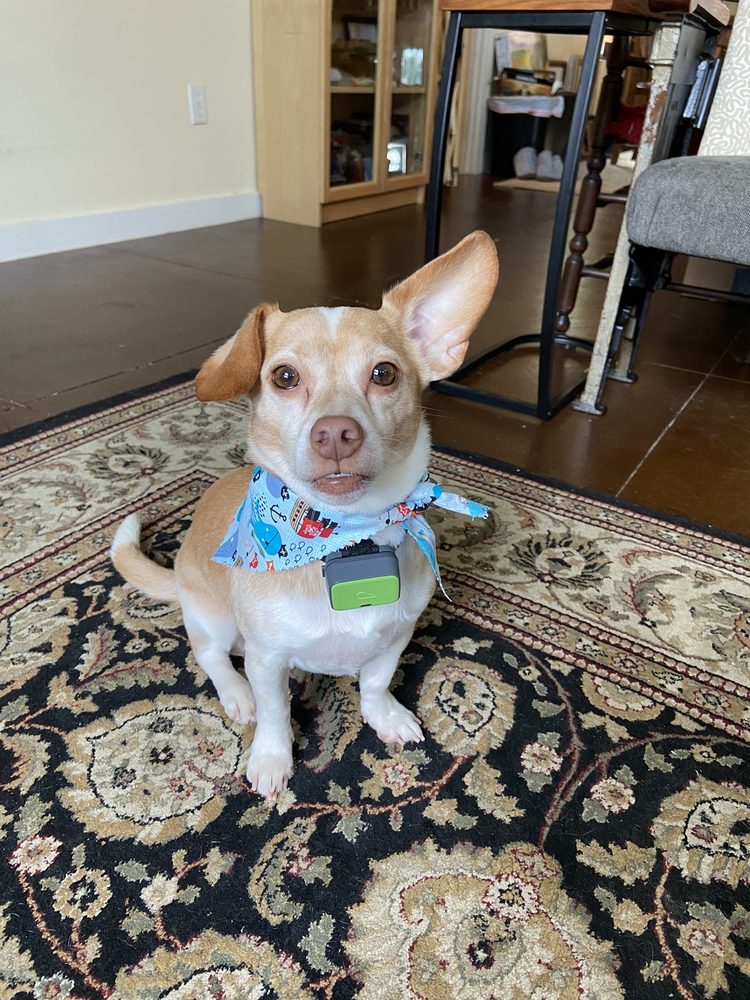 PETS AHOY GROOMING Updated October 2024 13 Reviews 1143 State Rte