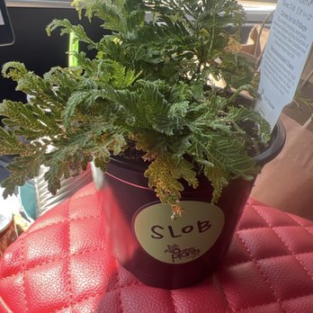 Queer Plants Cafe - Slob!! - Nurseries & Gardening Near Me - Portland, Oregon Queer Plants Cafe - Slob!! - Nurseries & Gardening Near Me - Portland, Oregon