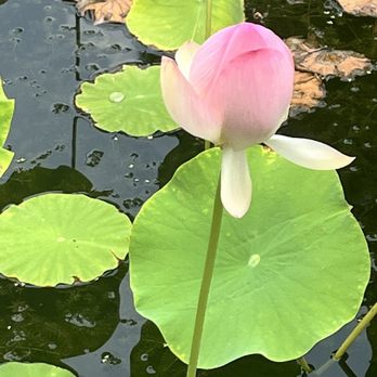 Norfolk Botanical Garden - Venues & Event Spaces Near Me - Norfolk, Virginia Norfolk Botanical Garden - Venues & Event Spaces Near Me - Norfolk, Virginia