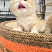 family cats　1001 s-l1200.jpg