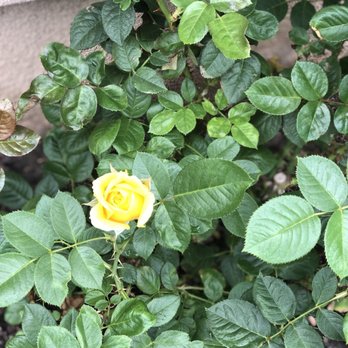 Armstrong Garden Centers - Roses from Armstrong bloom beautifully , best quality - Nurseries & Gardening Near Me - Glendale, California