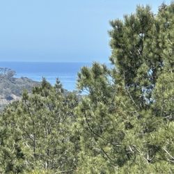 Torrey Hills Park