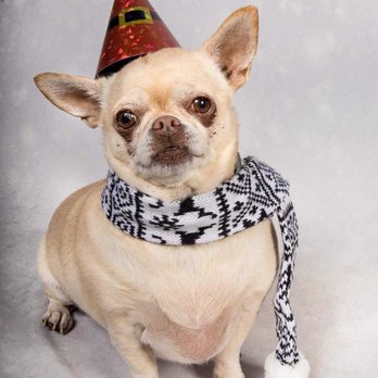 Dapper Paws Photography - Holiday Fun Paw-Style - Pet Photography Near Me Dapper Paws Photography - Holiday Fun Paw-Style - Pet Photography Near Me