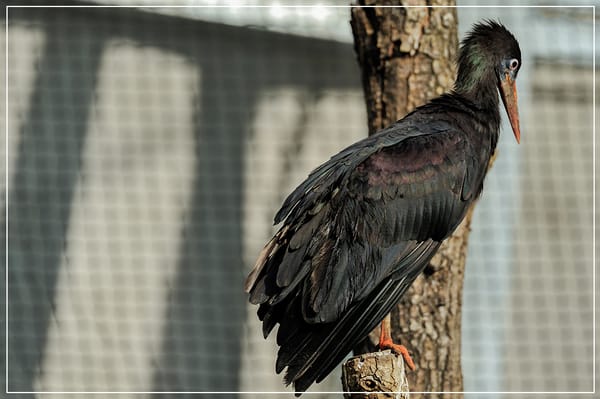 Parc zoologique de Paris by null