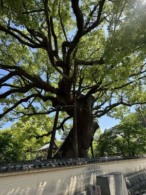 Dazaifu-tenmangu Shrine by null