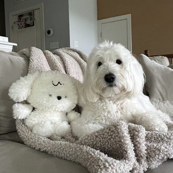 Doodle Doodle Grooming Salon - Pet Groomers Near Me - Rockville, Maryland