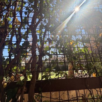 Summer on Music Lane - Garden wall - Breakfast & Brunch Near Me - Austin, Texas Summer on Music Lane - Garden wall - Breakfast & Brunch Near Me - Austin, Texas
