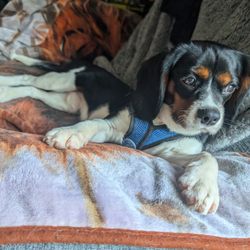 Paw Plaza - Nice and tired after a great day at daycare