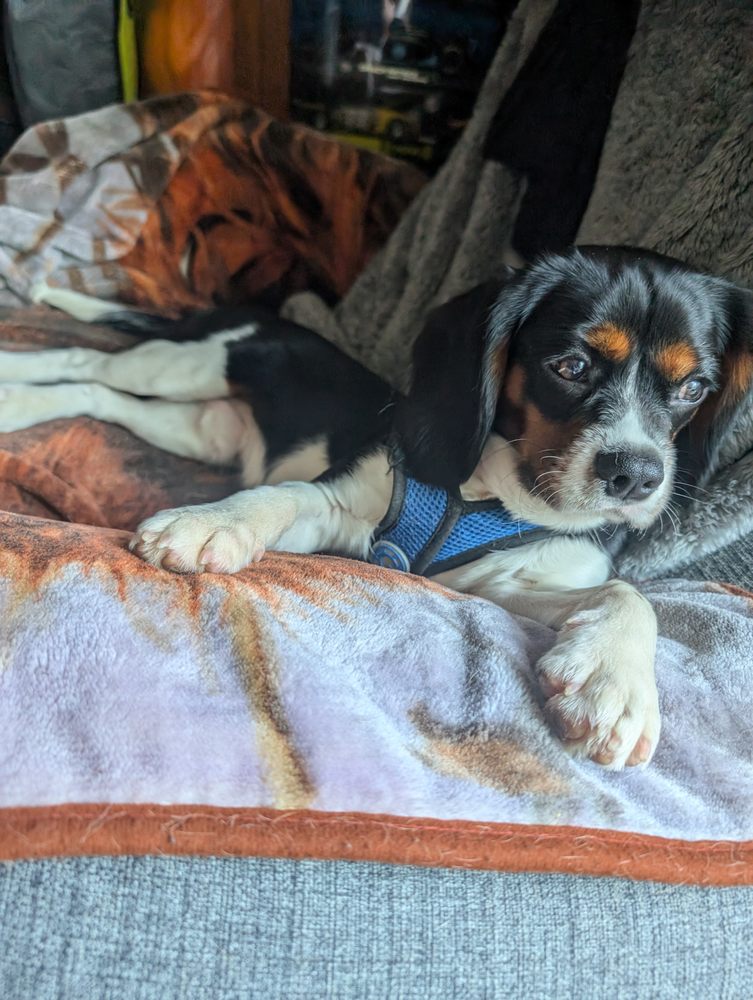Paw Plaza - pet boarding facility in Sturbridge, MA