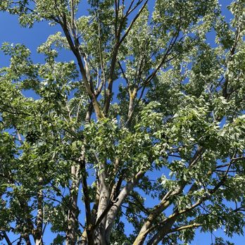 Terry's Tree Service - Tree Services Near Me - Livermore, California Terry's Tree Service - Tree Services Near Me - Livermore, California