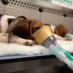 Petland Overland Park