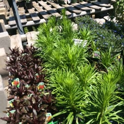 Dan West Garden Centers - So many lathe houses!