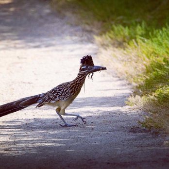 San Joaquin Marsh Wildlife Sanctuary - Greater Roadrunner with his lizard lunch!! My first roadrunner!! May 2023 - Parks Near Me - Irvine, California San Joaquin Marsh Wildlife Sanctuary - Greater Roadrunner with his lizard lunch!! My first roadrunner!! May 2023 - Parks Near Me - Irvine, California