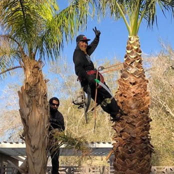 Superior Tree Service - during - Tree Services Near Me - North Las Vegas, Nevada Superior Tree Service - during - Tree Services Near Me - North Las Vegas, Nevada