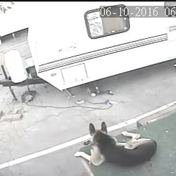 Smoke Tree RV Park - Mr. Grey always on duty doing his job protecting the family he has been shot once and survived it and it's now even more protective