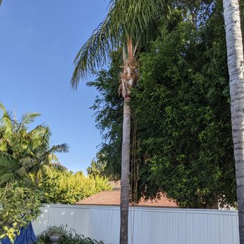 Paez Tree Service - Tree Services Near Me - Anaheim, California
