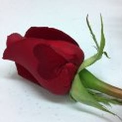 Deo Gloria Flowers & Gifts
