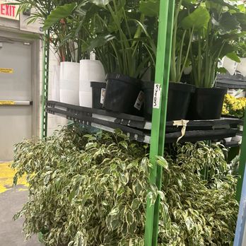 Lowe's Home Improvement - Oh the plants there so beautiful - Nurseries & Gardening Near Me - Las Vegas, Nevada Lowe's Home Improvement - Oh the plants there so beautiful - Nurseries & Gardening Near Me - Las Vegas, Nevada