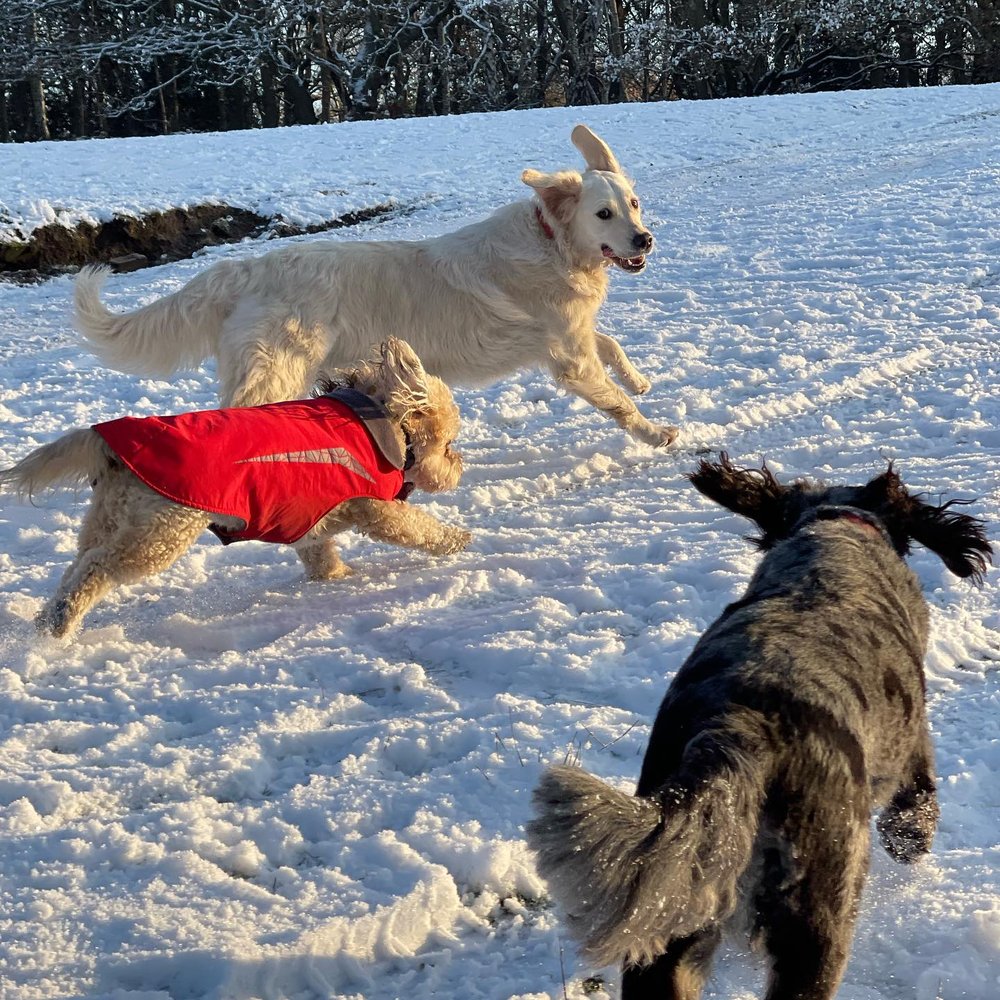 WALK STAR Updated September 2024 Langley, British Columbia Dog