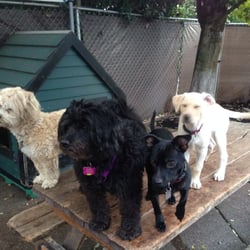4 Paws Dog Day Care
