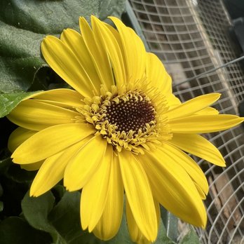 Cox Family Gardens - Nurseries & Gardening Near Me - Benton, Arkansas
