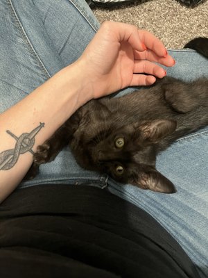 Medlock Bridge Animal Hospital