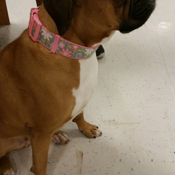 Banfield Pet Hospital - Roxie Baby - Veterinarians Near Me - Mcallen, Texas