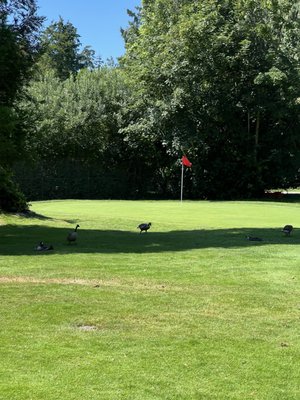Stanley Park Pitch & Putt by null