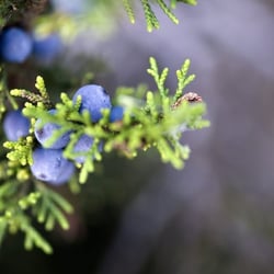 Juniper Hills Farm