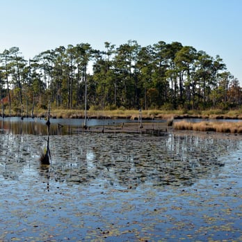 Big Branch Marsh - Boy Scout Road - Hiking Near Me - Lacombe, Louisiana